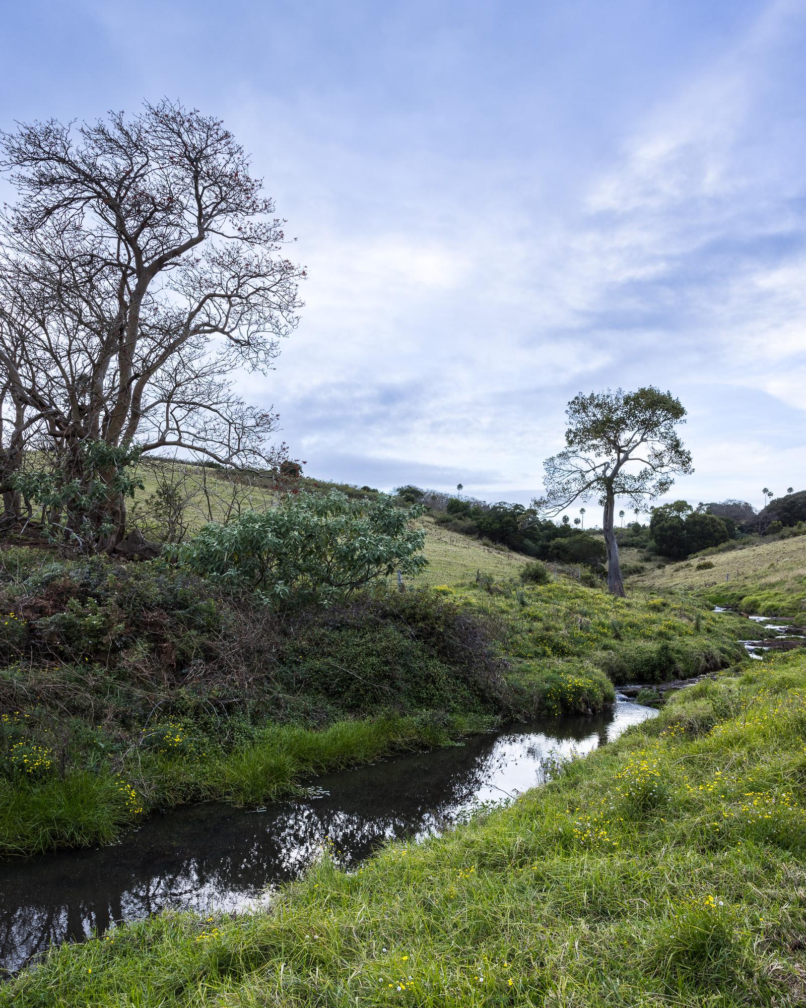 the creek under the old eucalypt