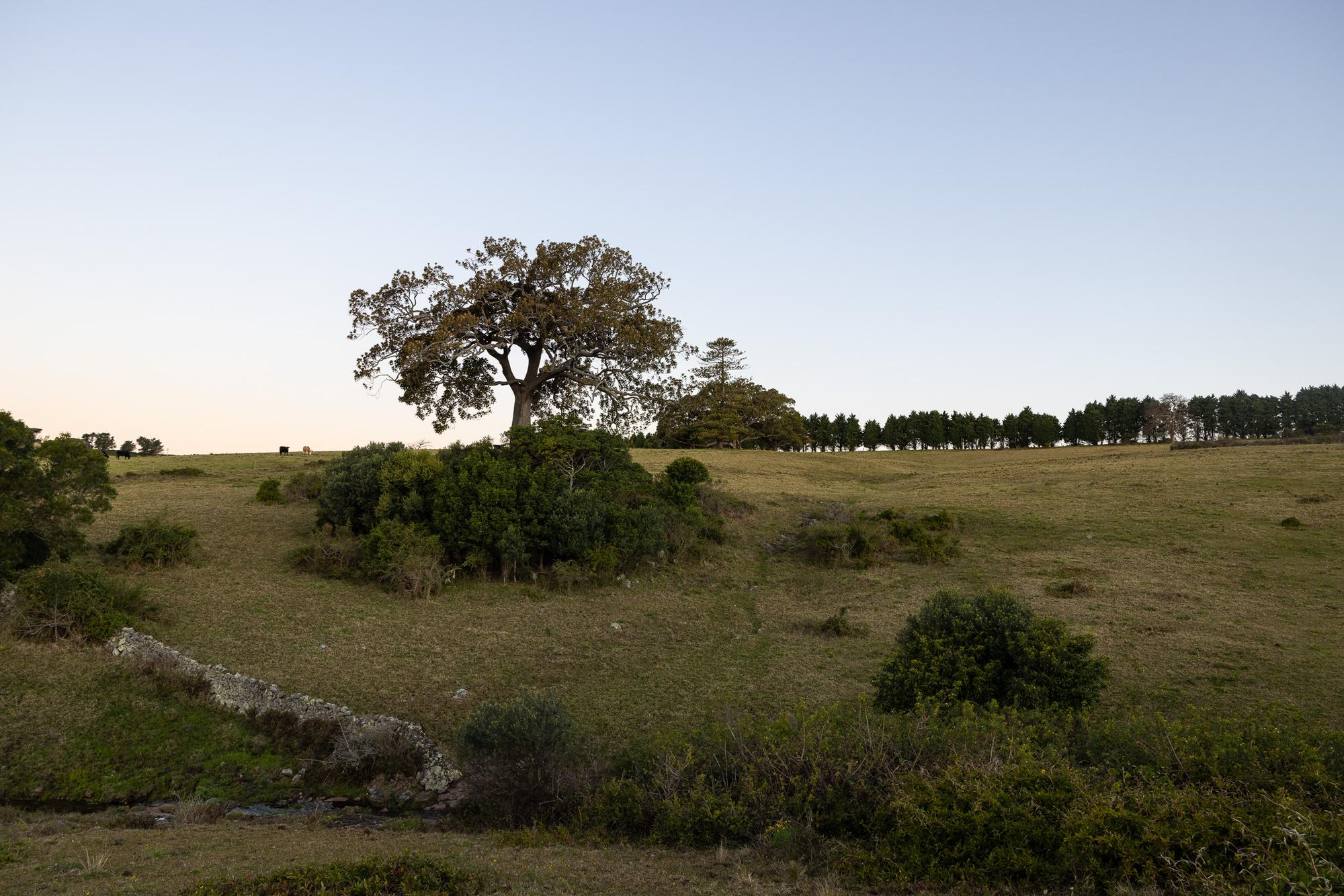 the old fig tree at dusk
