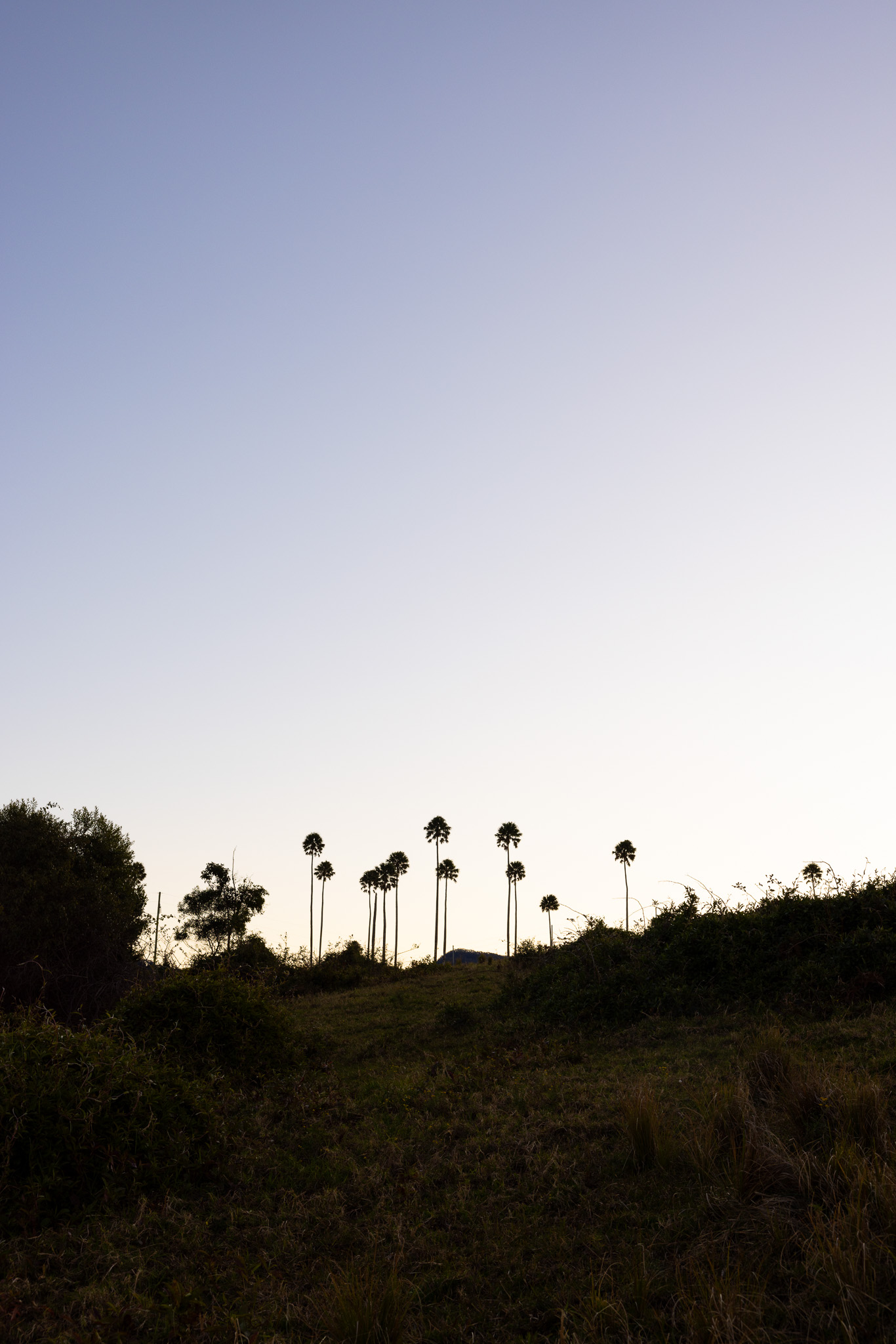 the palms on the ridgeline